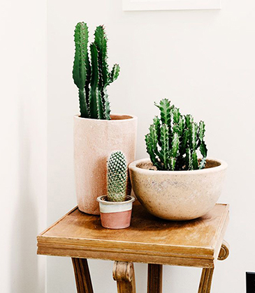 Cactus Pot Candle